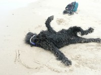 /album/fotogalerij-fotogalerij-3/bas-en-douchi-aan-zee-051-jpg/